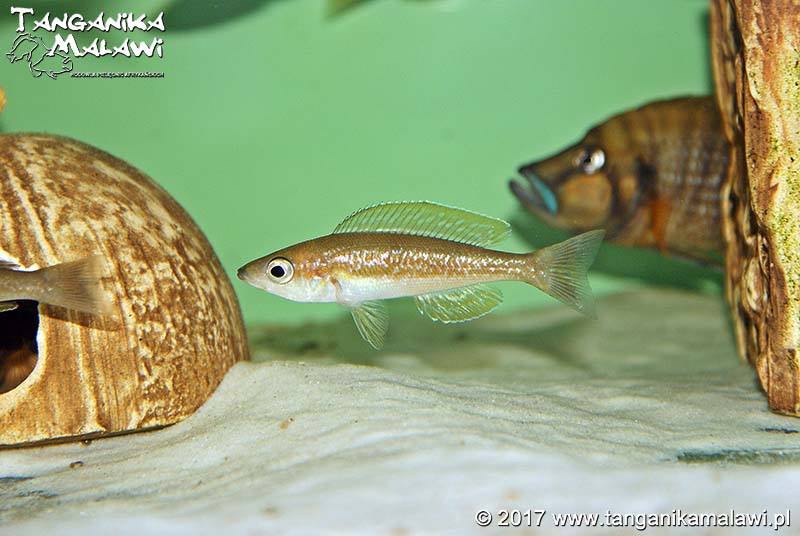 Cyprichromis microlepidotus 'Bemba'